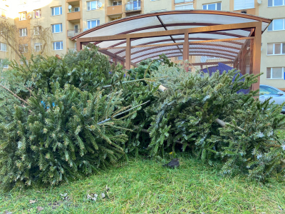Začal sa zber živých vianočných stromčekov