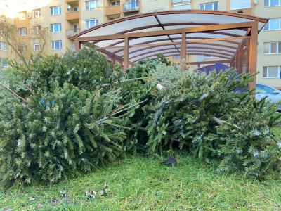 A héten kezdték gyűjteni a fenyőfákat