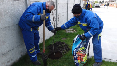 Program pre zelenšiu Dunajskú Stredu – vysadia stromy po celom meste