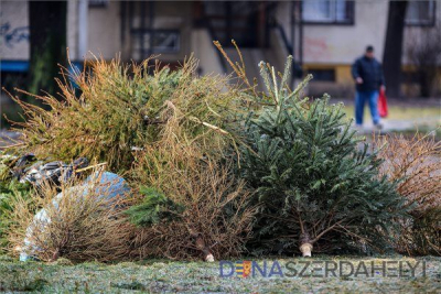 Jövő héttől kezdődik a karácsonyfák elszállítása