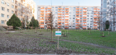 Výsadba stromov v parku na sídlisku Nová Ves