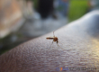 Augusztus 6-án szúnyogirtás lesz Dunaszerdahelyen